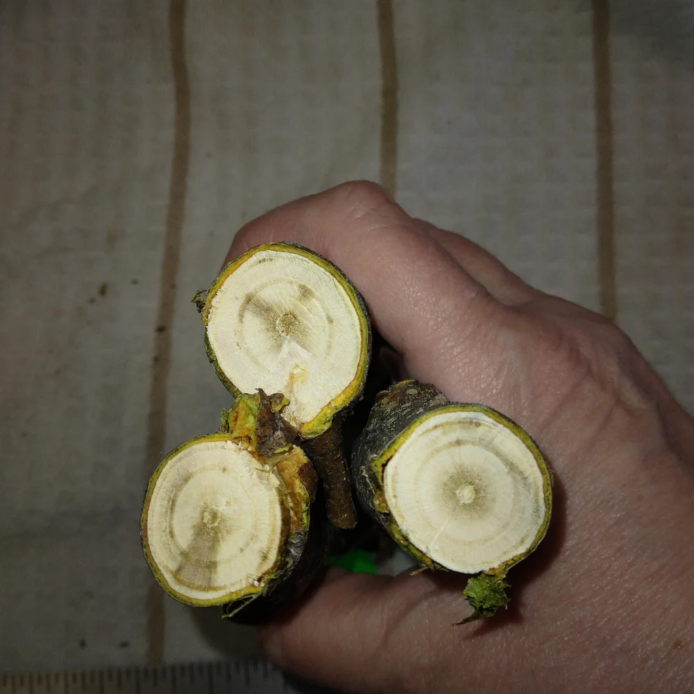 Peach Tree Branches for Crafting Isopods Reptiles Terarrium Jararrium Vivarium